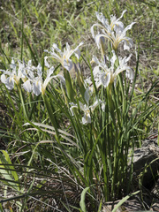 Iris macrosiphon
