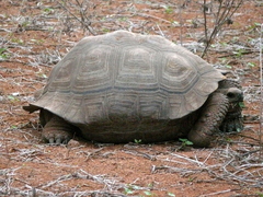 Chelonoidis niger porteri