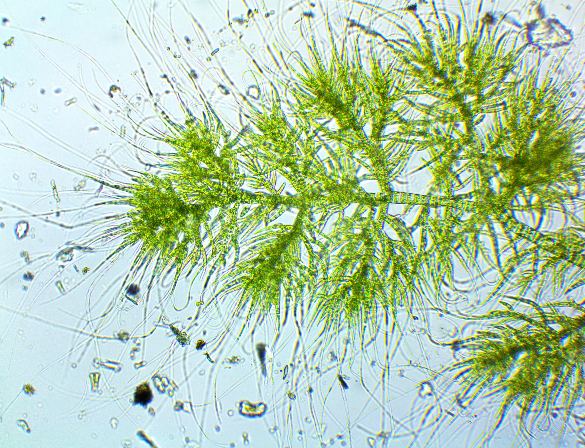 Chaetophorales