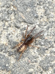 Segestria senoculata