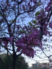 Cercis siliquastrum