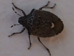 Holcostethus albipes