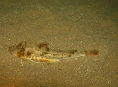 Chelidonichthys lucerna