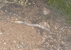 Pituophis catenifer