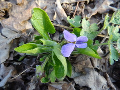 Viola ambigua