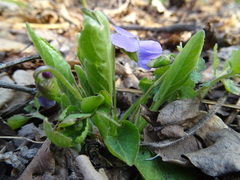 Viola ambigua