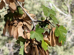 Acer glabrum diffusum