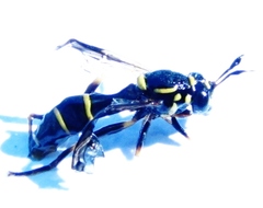 Sphiximorpha willistoni