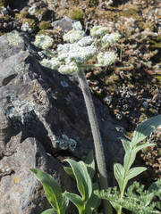 Lomatium dasycarpum tomentosum