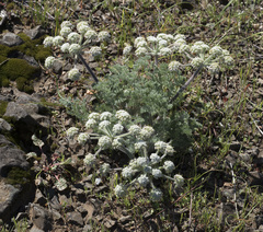 Lomatium dasycarpum tomentosum