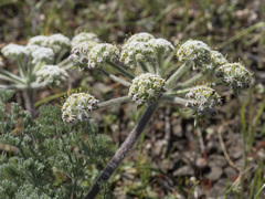Lomatium dasycarpum tomentosum