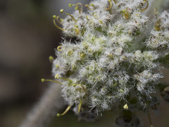 Lomatium dasycarpum tomentosum