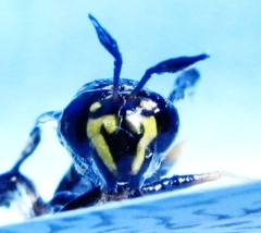 Sphiximorpha willistoni