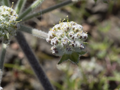 Lomatium dasycarpum tomentosum