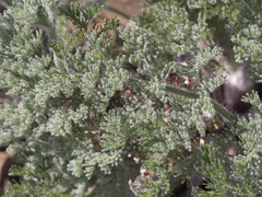 Lomatium dasycarpum tomentosum