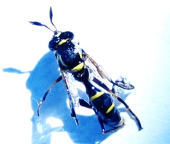 Sphiximorpha willistoni