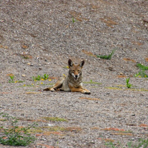 iNaturalist observation photo of Coyote