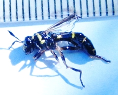 Sphiximorpha willistoni