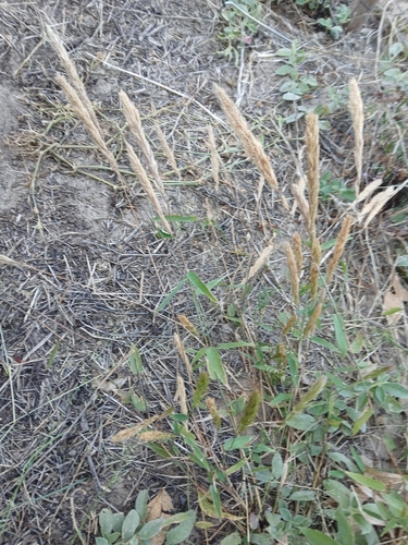 Spade Grass
