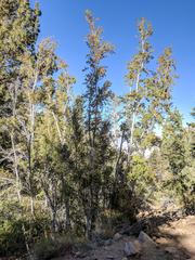 Acer glabrum diffusum