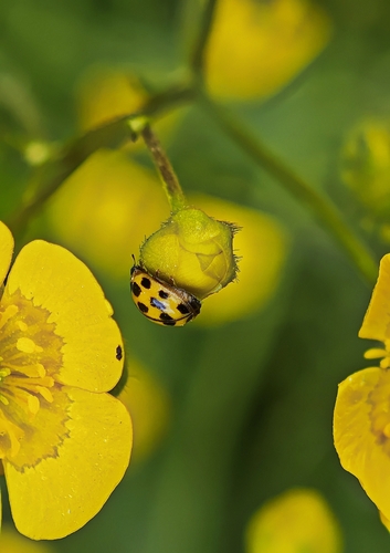 Fourteen-spotted Lady Beetle