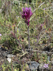 Castilleja exserta exserta