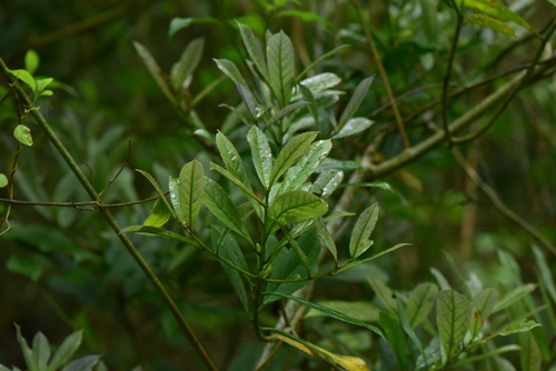 Symplocos wikstroemiifolia observed 2026-05-19