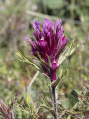 Castilleja exserta exserta