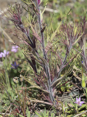Castilleja exserta exserta