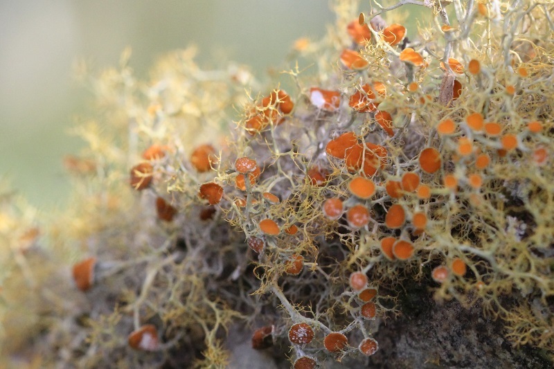 Hair Lichens
