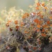 Hair Lichens - Photo (c) Karen Eichholz, some rights reserved (CC BY), uploaded by Karen Eichholz