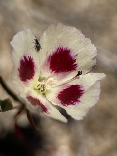 Clarkia speciosa, photograph 3