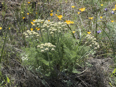 Lomatium dasycarpum tomentosum