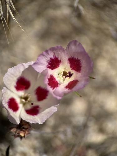 Clarkia speciosa, photograph 4