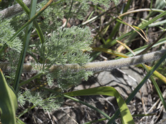 Lomatium dasycarpum tomentosum