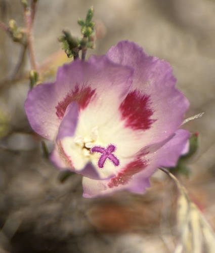 Clarkia speciosa, photograph 5