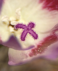 Clarkia speciosa, photograph author not stated, no rights reserved