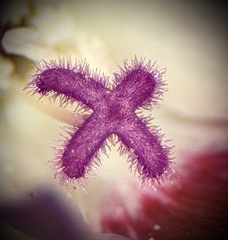 Clarkia speciosa, photograph author not stated, no rights reserved