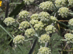 Lomatium dasycarpum tomentosum