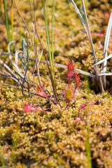 Drosera × obovata
