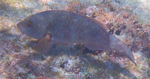 European Parrotfish (Sparisoma cretense)