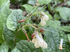 Symphytum grandiflorum, photograph (c) Joss Carr, some rights reserved (CC BY)