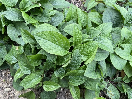 Symphytum grandiflorum, photograph 5