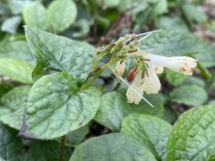 Symphytum grandiflorum, photograph (c) Joss Carr, some rights reserved (CC BY)