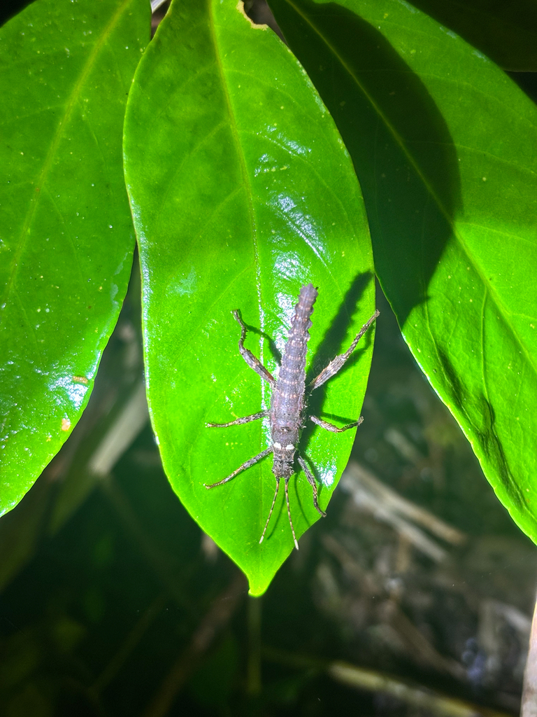 Prickly Haaniella (Haaniella echinata)