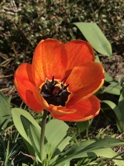 Tulipa gesneriana