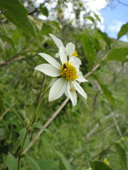Montanoa leucantha