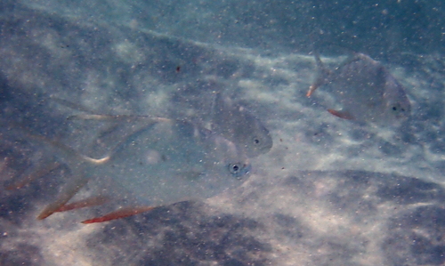 Longfin pompano (Trachinotus goreensis) — Carangidae