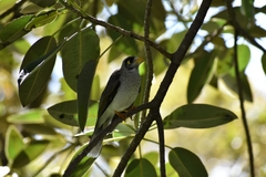 Manorina