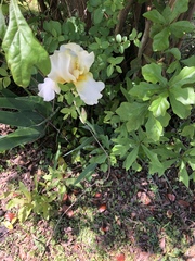 Iris albicans